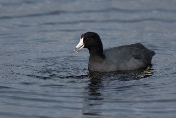 coot