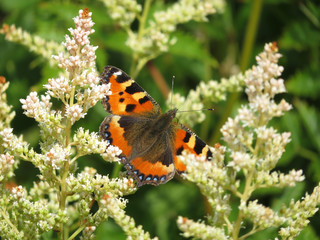 European small tortoiseshell butterfly (Aglais urticae) sitting on a flower