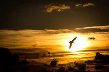Fototapeta na wymiar Gabbiano nel sole al tramonto