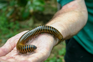 Yellow Banded Millipede