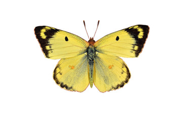 Obraz premium Blady zachmurzony żółty motyl, na białym tle