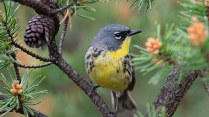 Kirtland Warbler