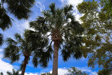 Beautiful Palm Tree Sky