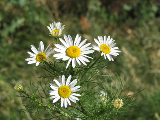 Chamomile flowers on the summer meadow. Medicinal herb