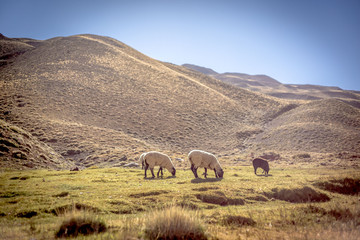 Obraz premium Valle El Yeso - Chile