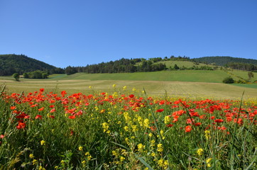 Paysage de Lozère vers Chasseradès