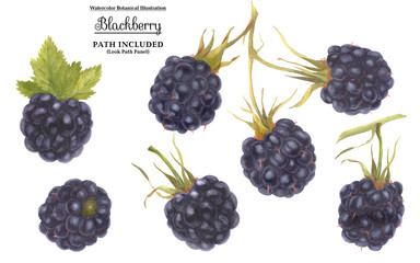Close-up watercolor blackberry set