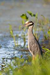 heron