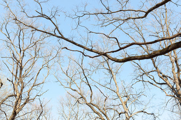 Obraz premium Branches of trees without leaves background. Dry season tree without leaves. Beautiful branches of tree in Autumn background. Leafless tree during Autumn against blue sky background