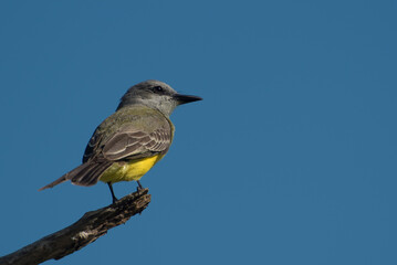 tropical kingbird