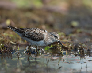 sandpiper