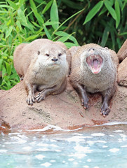 Close up of a pair of Asian Short Clawed Otters 