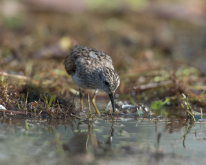 sandpiper