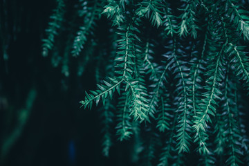 Beautiful nature background of vertical garden with tropical green leaf