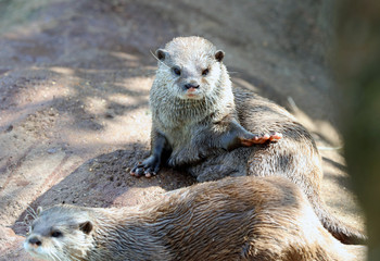 Close up of  Asian Short Clawed Otters cuddling 
