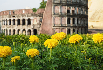 Group of yellow marigold flowers with miniature of Colosseum background