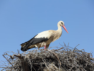 White Stork in nest, Ciconia ciconia