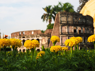 Group of yellow marigold flowers with blurred miniature model Colosseum background