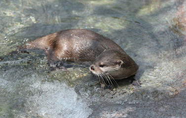 Close up of an Asian Short Clawed Otter