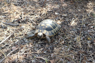 Turtle crawling on the grass