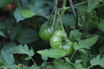 tomates vertes