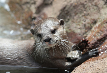 Close up of an Asian Short Clawed Otter