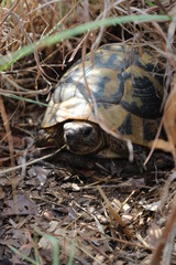 Turtle hiding in the grass