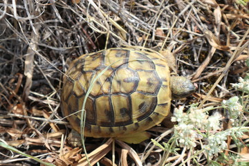 Little turtle hiding in the grass