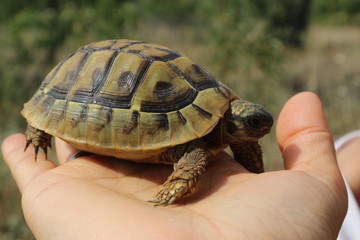 Little turtle in human hand