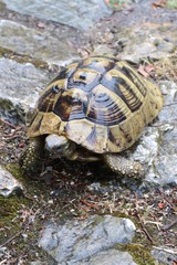 Turtle on the stones closeup