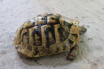Turtle on the stones