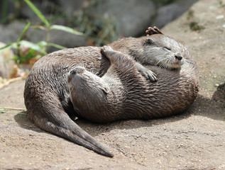 Close up of  Asian Short Clawed Otters cuddling 