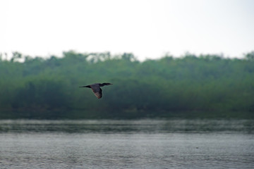 cormorant