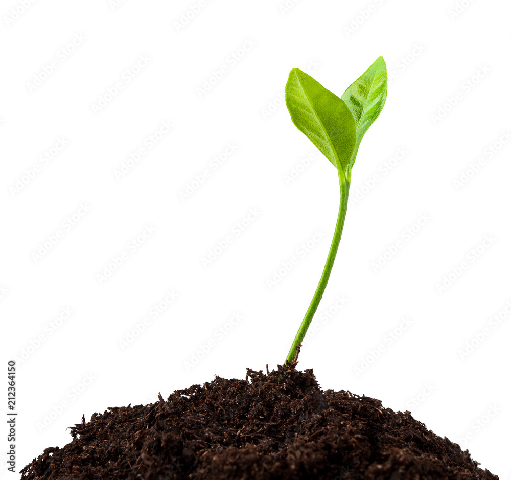 Wall mural young plant growing from soil, sprout isolated on white background, clipping path