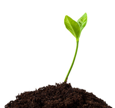 young plant growing from soil, sprout isolated on white background, clipping path