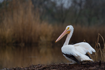Pelican