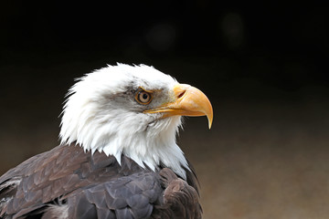 Close up of a Bald Eagle