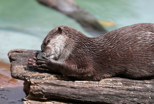Close up of an Asian Short Clawed Otter playing with a 10p coin