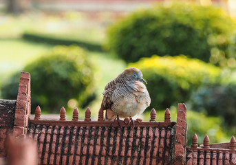 Bird sitting and sleeping on roof of model stone ancient castle with green background