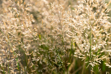 blades of dry grass macro selective focus