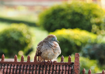 Bird, Zebra Dove, Barred ground dove, Geopelia Striata sitting and sleeping on roof of model stone ancient castle with green background