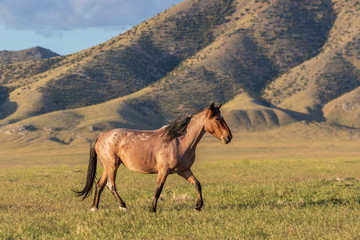 Beautiful Wild Horse in the Utah Desert