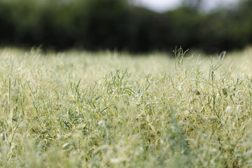 Spring field with growing Grass pea (Lathyrus sativus) plants