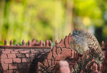 Zebra Dove, Barred ground dove, Geopelia Striata sitting and sleeping on roof of model stone ancient castle with green background