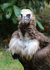 Close up of a Cinereous Vulture