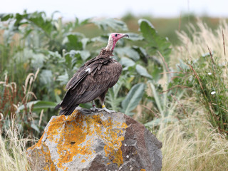 Portrait of a White-headed Vulture perched on a rock