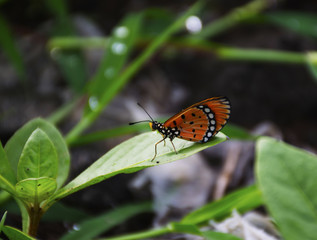 Fototapeta na wymiar Butterfly sitting on a leaf