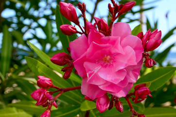 Blooming oleander(Oleander Nerium) with beautiful pink flowers close up.Selective focus.