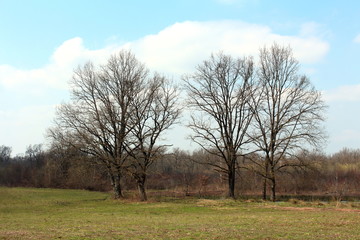 Four tall mighty trees without leaves surrounded with uncut winter grass with small dried forest vegetation and cloudy sky in background