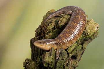 Blue Tongued Skink (Tiliqua scincoides chimaerea)/Tanimbar Blue Tongued Skink on large piece of tree bark